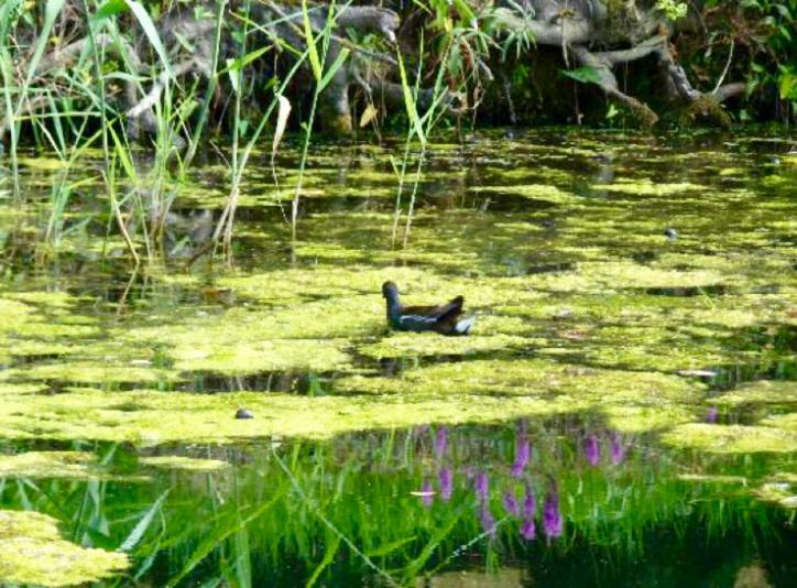 مبيت وإفطار ميتز Peniche Alclair المظهر الخارجي الصورة